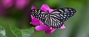 Preview wallpaper swallowtail, butterfly, macro, flower