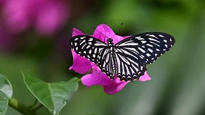 Preview wallpaper swallowtail, butterfly, macro, flower