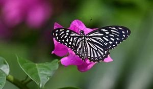 Preview wallpaper swallowtail, butterfly, macro, flower