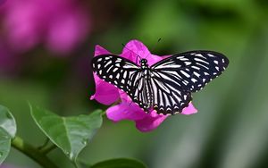 Preview wallpaper swallowtail, butterfly, macro, flower