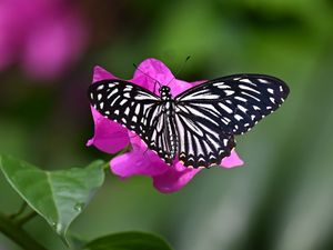 Preview wallpaper swallowtail, butterfly, macro, flower