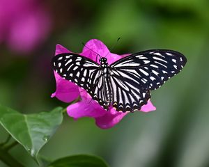 Preview wallpaper swallowtail, butterfly, macro, flower