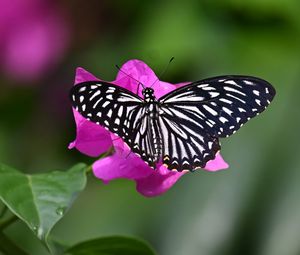 Preview wallpaper swallowtail, butterfly, macro, flower