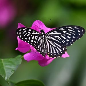 Preview wallpaper swallowtail, butterfly, macro, flower