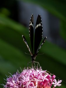 Preview wallpaper swallowtail, butterfly, wings, flower, macro, petals, pollen