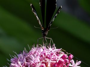 Preview wallpaper swallowtail, butterfly, wings, flower, macro, petals, pollen