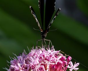 Preview wallpaper swallowtail, butterfly, wings, flower, macro, petals, pollen