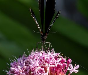 Preview wallpaper swallowtail, butterfly, wings, flower, macro, petals, pollen