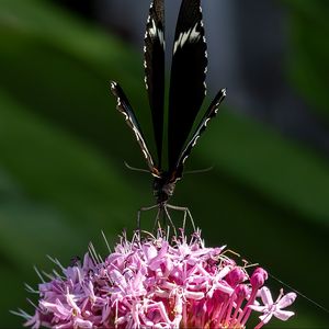 Preview wallpaper swallowtail, butterfly, wings, flower, macro, petals, pollen