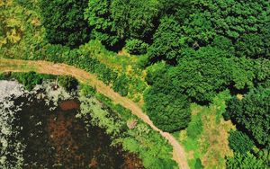 Preview wallpaper swamp, body of water, trees, aerial view