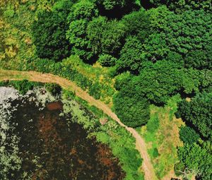 Preview wallpaper swamp, body of water, trees, aerial view