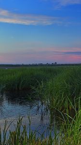 Preview wallpaper swamp, grass, nature