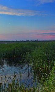 Preview wallpaper swamp, grass, nature