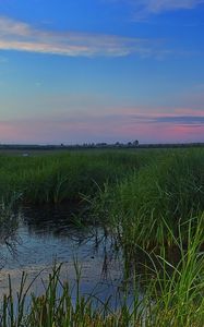 Preview wallpaper swamp, grass, nature