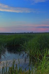 Preview wallpaper swamp, grass, nature