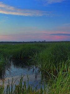 Preview wallpaper swamp, grass, nature