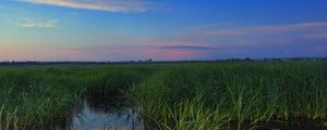 Preview wallpaper swamp, grass, nature