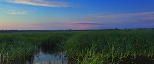 Preview wallpaper swamp, grass, nature