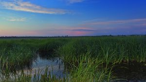 Preview wallpaper swamp, grass, nature