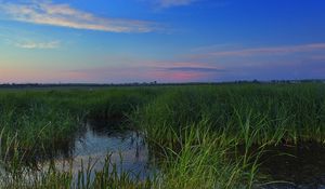 Preview wallpaper swamp, grass, nature