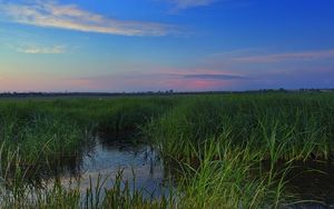 Preview wallpaper swamp, grass, nature