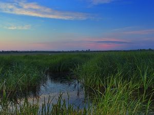 Preview wallpaper swamp, grass, nature