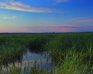 Preview wallpaper swamp, grass, nature