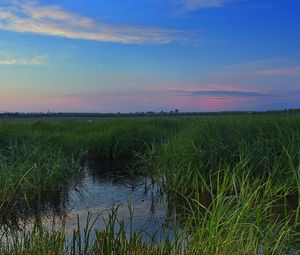 Preview wallpaper swamp, grass, nature