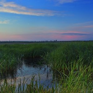 Preview wallpaper swamp, grass, nature