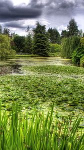 Preview wallpaper swamp, grass, trees