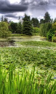 Preview wallpaper swamp, grass, trees