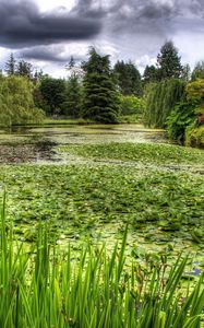 Preview wallpaper swamp, grass, trees