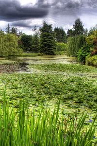 Preview wallpaper swamp, grass, trees