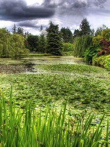 Preview wallpaper swamp, grass, trees