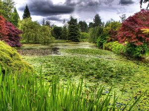 Preview wallpaper swamp, grass, trees