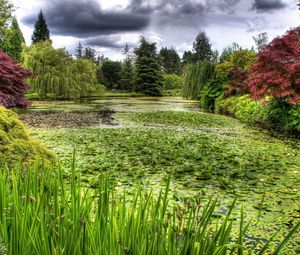 Preview wallpaper swamp, grass, trees