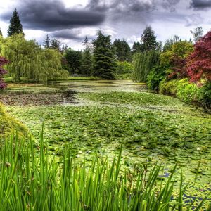 Preview wallpaper swamp, grass, trees