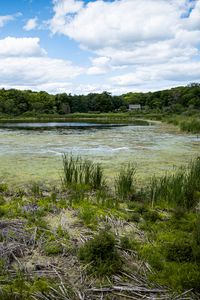 Preview wallpaper swamp, grass, trees, nature