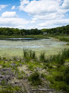 Preview wallpaper swamp, grass, trees, nature