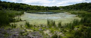 Preview wallpaper swamp, grass, trees, nature