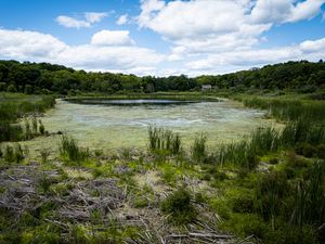 Preview wallpaper swamp, grass, trees, nature