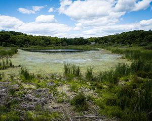 Preview wallpaper swamp, grass, trees, nature