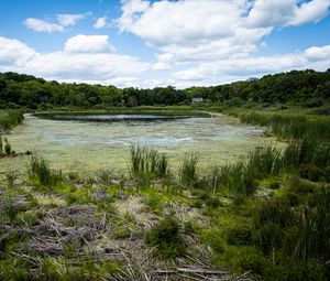 Preview wallpaper swamp, grass, trees, nature