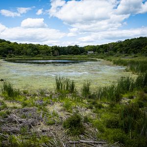 Preview wallpaper swamp, grass, trees, nature