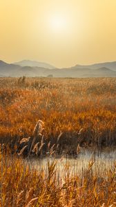 Preview wallpaper swamp, mountains, reeds, sunset, landscape