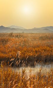 Preview wallpaper swamp, mountains, reeds, sunset, landscape