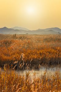 Preview wallpaper swamp, mountains, reeds, sunset, landscape