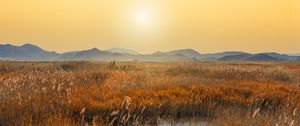 Preview wallpaper swamp, mountains, reeds, sunset, landscape