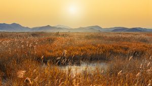 Preview wallpaper swamp, mountains, reeds, sunset, landscape