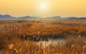 Preview wallpaper swamp, mountains, reeds, sunset, landscape